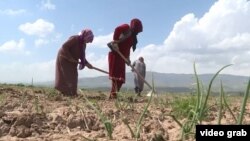 Desetine mladih žena u Tadžikistanu oduzele su sebi život zbog bračnih problema posljednjih godina (na fotografiji žene tokom poljskih radova u jednom tadžikistanskom selu, april 2021).
