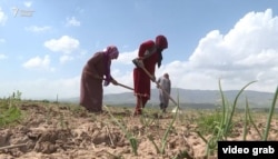 Desetine mladih žena u Tadžikistanu oduzele su sebi život zbog bračnih problema posljednjih godina (na fotografiji žene tokom poljskih radova u jednom tadžikistanskom selu, april 2021).