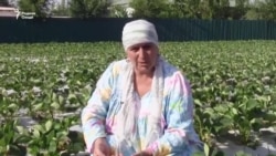 Шарофат нахустин ҳосили "Фестивал"-ро гирифт. ВИДЕО