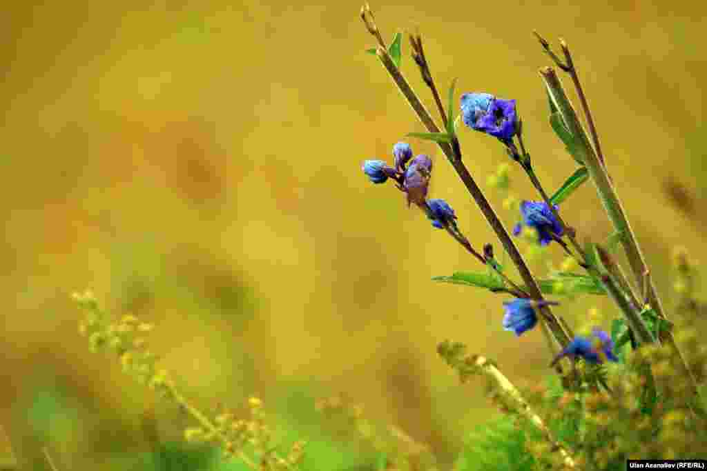 Биздин багыбызга жайлоого жетип жетпей күн ачылып, Соң-Көл бизди жакшы маанайда тосуп алды.