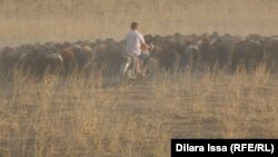 Президент и правительство говорят о помощи сельчанам в будущем времени, но животноводы нуждаются в поддержке уже сегодня.  Фото из архива Азаттыка 