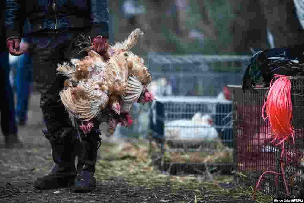Вучитрн қаласындағы құс базары. Блерон Жака түсірген сурет. &nbsp;