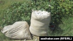 Собранный хлопок, Туркменистан  