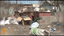 Жалал-Абад: желим баштыктын зыяны