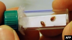 Egy New York-i lakóházban felfedezett ágyi poloskák (képünk illusztráció)