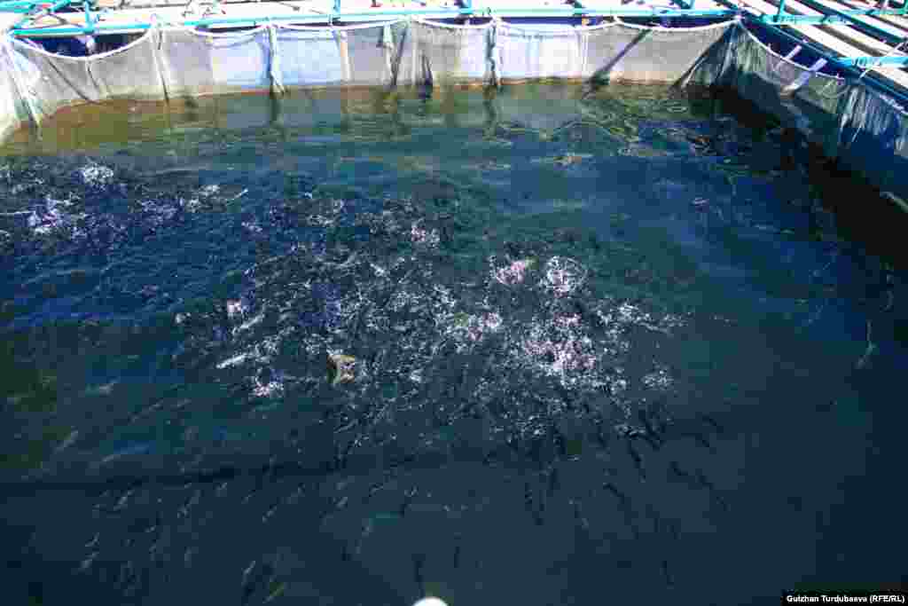 Глубина пруда 10 метров. Рыба выращивается в специальных садках.&nbsp; &nbsp;