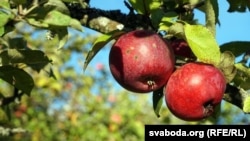В республике собрали первый урожай с яблонь, привезенных из Италии
