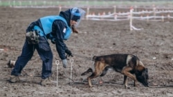 Як боснійські собаки-сапери допомагають у розмінуванні України (відео)