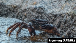 Краб на пляже в Крыму, архивное фото 