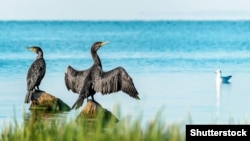 Птахи на Каховському водосховищі, яке одне з шести великих водосховищ у каскаді на річці Дніпро, в Запорізькій, Дніпропетровській і Херсонській областях України