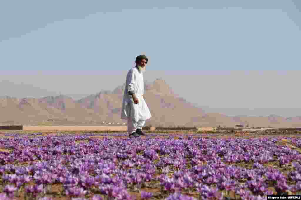 Câmpuri de șofran din provincia Herat, Afganistan, 17 noiembrie 2019