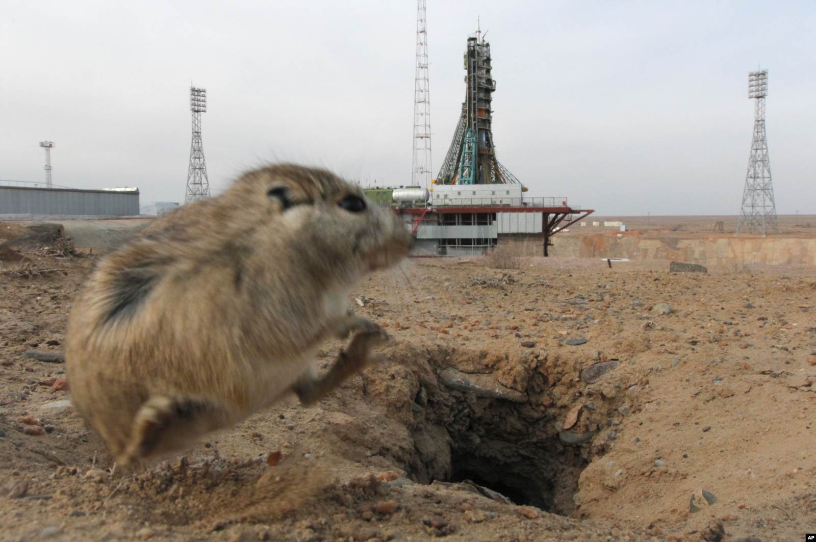 Тушканчик на фоне "Союза МС-12" на стартовой площадке Байконура, 14 марта 2019 года. 