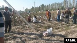 Пахта теримге чыккандар