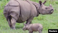 Индийският носорог е наричан също и еднорог носорог.