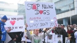 'Zaustavite ubijanje pasa'