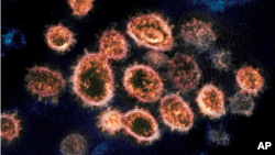 Koronavírus elektronmikroszkóp alatt egy 2020 decemberéből származó képen