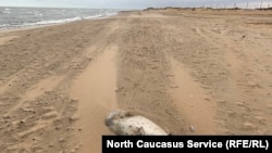 Каспийское побережье. Дагестан   