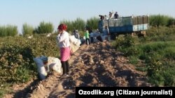 Узбекистанские медики на сборе хлопка, архивное фото. 