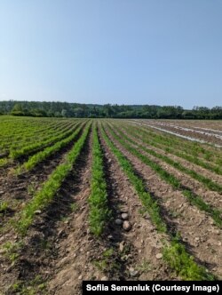 Поля родини на Прикарпатті