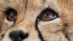  یوزپلنگ ایرانی همچنان برای زندگی می‌دود