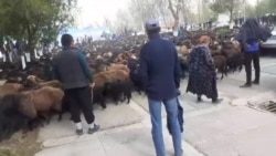 В Нурабаде недовольные жители пригнали стадо овец к зданию хокимията