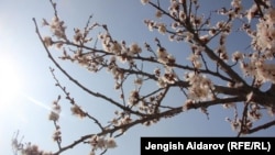 Баткендеги өрүкзар