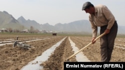 Кыргызстандагы дыйкандар. Иллюстрациялык сүрөт.