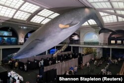 Un centru de vaccinare instalat la Muzeul de Istorie Naturală din New York, foto din aprilie 2021.