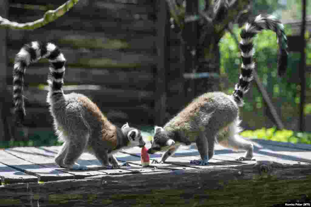 Gyűrűsfarkú makik jégkrémet esznek a kánikulában a Gyöngyösi Állatkertben 2021. június 17-én.
