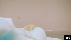 Arktik - Polarni medved i otopljavanje glečera