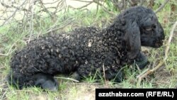 Türkmenistanda owlak-guzy möwsümi başlandy 