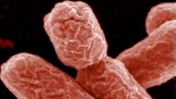 Антибиотикти тоготпогон бактериядан шыпаа табылды