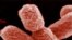 "Портрет" смертельно опасной бактерии E.coli
