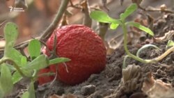 Сууга жетпей кыйналган Кыргыз-Кыштак