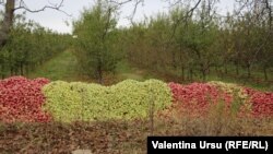 Livadă de meri la Briceni