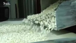 Таластын төө буурчагы Европага экспорттолот