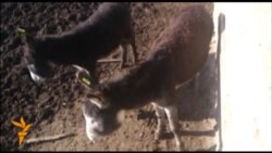 Ослиный бизнес в Ноокате