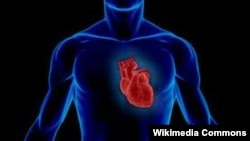 Иллюстрациялык сүрөт. 