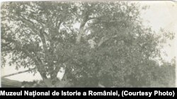 Amintiri din război, Frunzeasca 1917