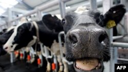 Vaci de la o fermă de produse lactate din satul Petrovskoie, regiunea Leningrad, inaugurată în 8 august 2014. 