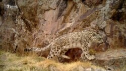 Кыргызстанда илбирске санак жүрүүдө