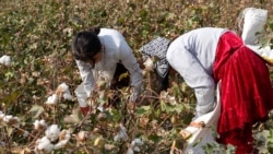 Мақомот ҳамвора мекӯянд, ки истифоад аз нерӯи кӯдакон дар ҷамъовари пахта манъ аст, вале далелҳо баракси ҳол бозгӯ мекунанд