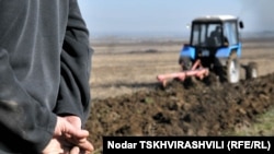 Грузинское правительство приняло программу по распространению гибридных сортов кукурузы в рамках общей стратегии развития сельского хозяйства в помощь фермерам