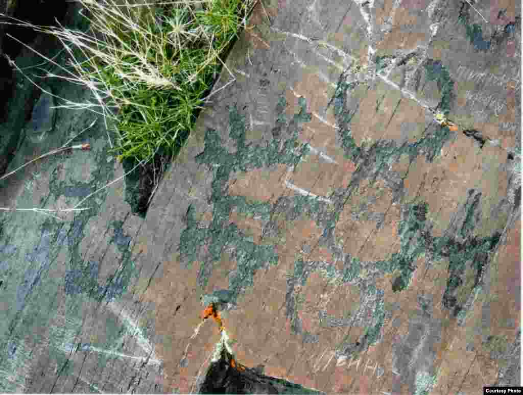 Қосарымен арбаға жектім - Kazakhstan – Ancient petroglyphs that suggest domestication of horses on territory of Northern Kazakhstan, photo #6 from "Shynghystaw Petroglyphs" by Mukhtar Magauin