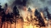 Лесной пожар в Томской области