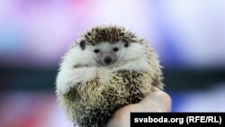 Талисман чемпионата мира по хоккею 2021 года остался без минских матчей