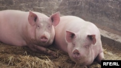 Снимката е архивна