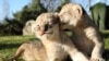 CRIMEA - Five-day-old lion cubs rest on the ground at Taigan safari park in Belogorsk, Crimea January 3, 2021