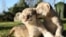 CRIMEA - Five-day-old lion cubs rest on the ground at Taigan safari park in Belogorsk, Crimea January 3, 2021