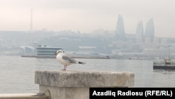 Каспий деңизи. Иллюстрациялык сүрөт.